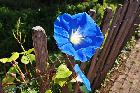 蓝色的花, 绽放, 击剑, 自然, 花园, 植物