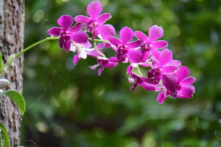 兰花, 紫色, 刷新, 蜘蛛网, 绿色, 花, cho
