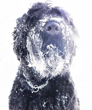 狗, 俄罗斯梗, 雪, 冬天, 四