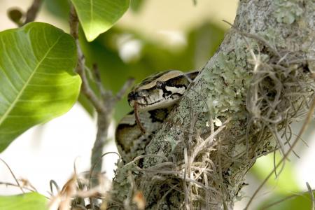 python, 蛇, 缅甸, 树, 盘绕, 野生动物, 大沼泽地国家公园