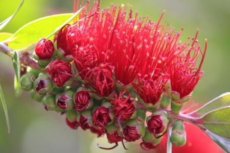 红, bottlebrush, 澳大利亚本地植物, 花, 红色, 灌木, 自然