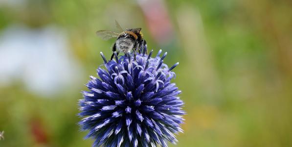 蜜蜂, 花粉, 花蜜, 蓝色, 花, 宏观, 关闭