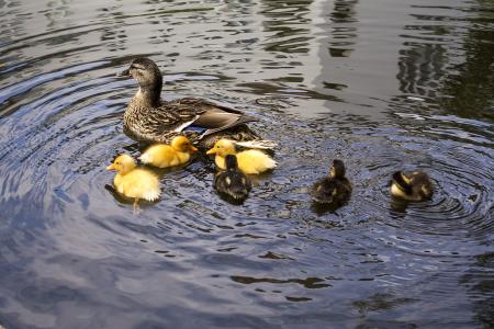 小鸭, 鸭, 母亲, 孕产, 水, 鸟, 黄色