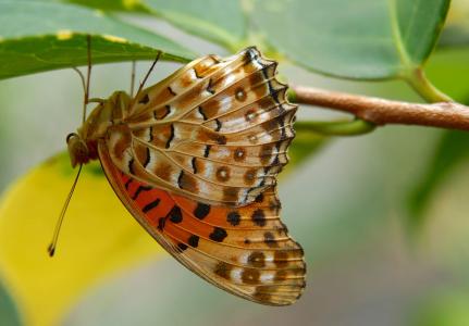 蝴蝶, 印度贝母, 昆虫, 翅膀, 多彩, 叶, 自然