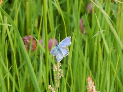 红三叶草-蓝色, 常见的蓝色, 草甸, 夏季, 草, 昆虫, 自然