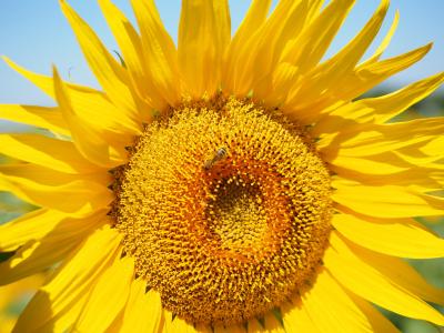 蜜蜂, 花粉, 收集, 太阳花, 开花, 绽放, 花蜜