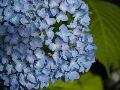 绣球花, 花, 在初夏, 多雨的季节, 植物, 蓝色的花朵, 自然