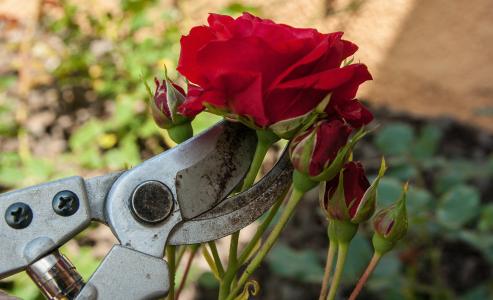 玫瑰, secateur, 大小, 切, 园丁