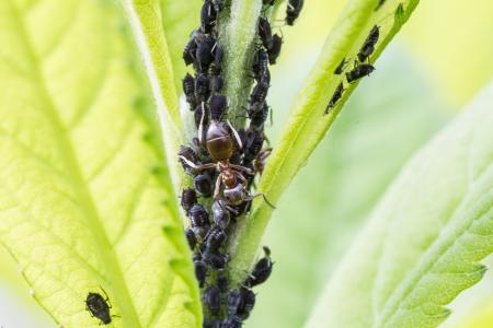 蚜虫, 蚂蚁, 虱子, 昆虫, 宏观, 蚜, 昆虫侵扰