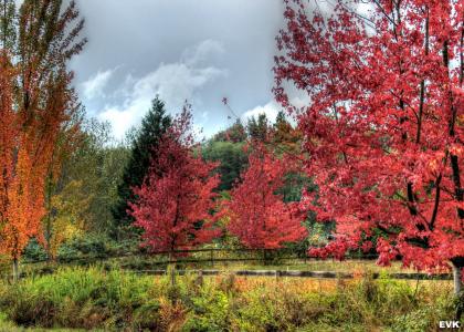 景观, 充满活力, 红色, 树木, 秋天, 黄色