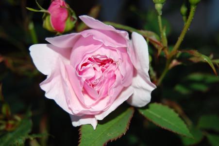 夫人索尔兹伯里玫瑰, 上升, 粉色, 开花, 绽放, 花瓣