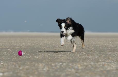 狗跑在球以后, 带球, 年轻的狗, 海滩, 嬉戏, 戏剧, 乐趣