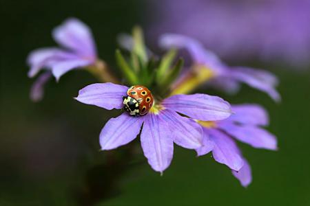 自然, 花, 扇子花, scaevola aemula, 紫色, 瓢虫, macroaufnahme