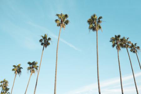低角度拍摄, 棕榈树, 天空, 树木