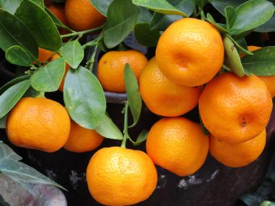 水果, 普通话, 橙色, 新鲜, 健康, 食品, 橘