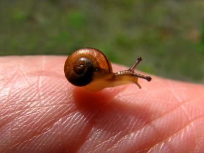 蜗牛, 手, 小, 宝贝, 壳, 皮肤, 棕色