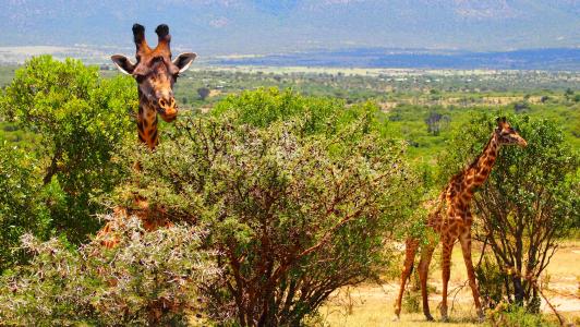 长颈鹿, 肯尼亚, 非洲, 野生, 自然, 野生动物园, 野生动物