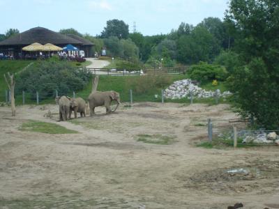 动物园, 大象, 波兹南, 旅行, 儿童, 动物, 哺乳动物