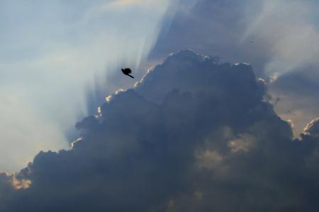 cloudscape, 乌云, 光的边缘, 射线的传播, 灰色 loerie, 鸟, 飞行