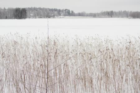 冬天, 结冰的湖面, 白色, 雪, 森林, 风光, 景观