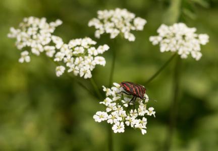 bug, 带 bug, 花, 红色, 白色, 黑色, 条纹