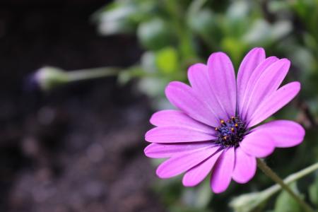 紫色的波斯菊, 太阳花, 紫色的小花, 植物, 自然, 夏天花, 花卉园