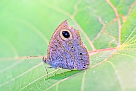 蝴蝶, 喀拉拉邦, 印度