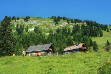 施蒂利亚州, 奥地利, 景观, 风景名胜, 小山, 山坡上, 森林