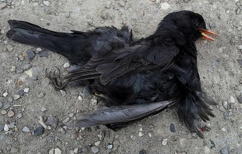 死黑鸟, 在生命的尽头, 鸟的羽毛, 卡通风格