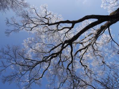 雾凇, 冬山, 蓝蓝的天空, 沉默, 宁静, 光秃秃的树上, 树