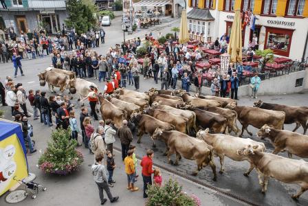 牲畜市场, 的奶牛, 阿彭策尔, 瑞士, 在传统的, 人, 街道