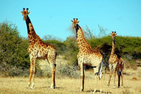 长颈鹿, 动物, 野生动物园, 野生动物, 非洲, 自然, 野生动物