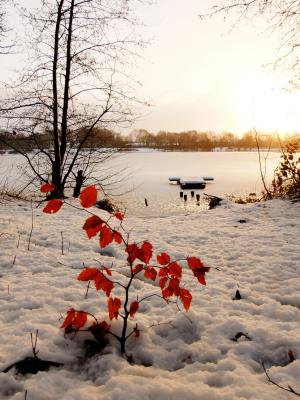 冰, 叶子, 红叶, 水, 感冒, 湖, 冻结