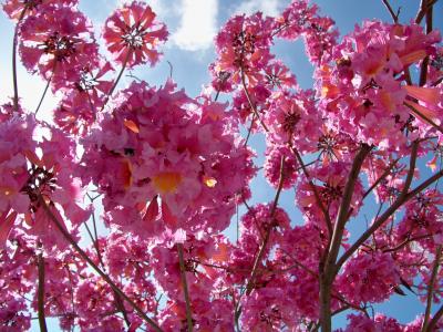 粉色, 茱萸, 树, 春天, 花, 花香, 绽放