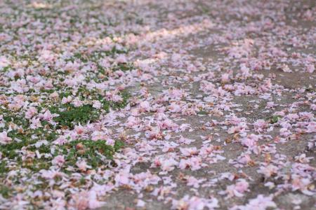 花瓣, 粉色, 草甸, 走了, 散