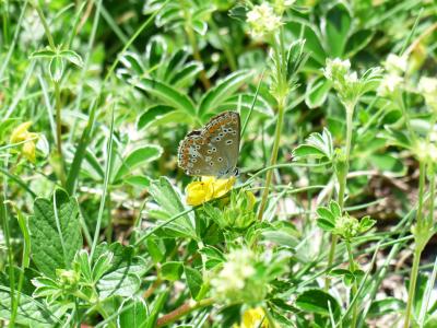 蝴蝶, restharrow 是蓝色的, polyommatus 伊卡洛斯, 蝴蝶, 常见的蓝色, 灰蝶科, 常见的 bläuling