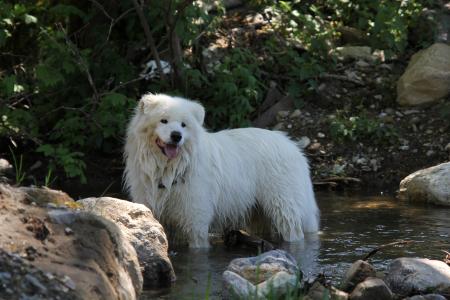 狗, 萨摩耶, 白色, 在河里, outdoores, 动物, 宠物