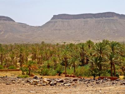 棕榈树丛, 摩洛哥, 景观, 非洲, marroc, 自然