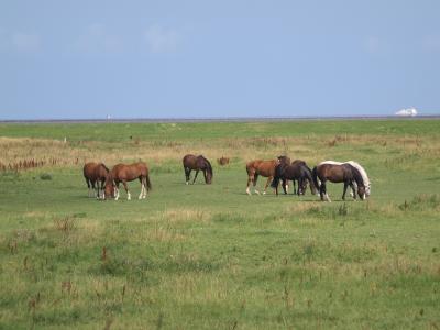 马, 耦合, 草甸, 北海, 东弗里西亚, 牧场, 动物
