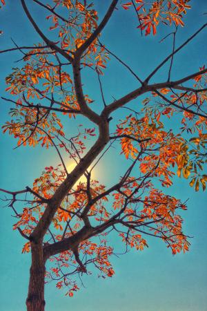 树, 秋天, 南非, 约翰内斯堡, 叶子, 公园, 秋天