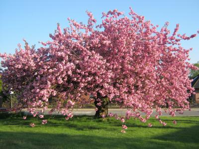 樱花, 树, 草甸, 粉色, 花, 自然, 粉红色的颜色
