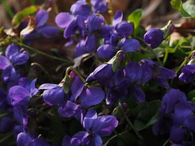 香味紫罗兰, 紫罗兰色, 花, 开花, 绽放, 中提琴紫罗兰, 三月紫罗兰