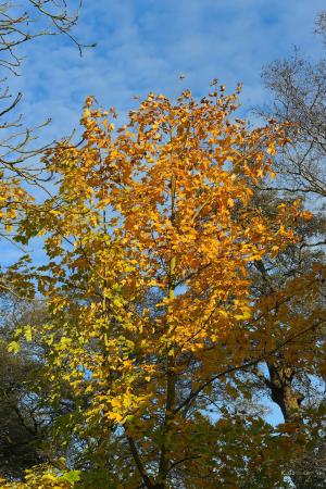 深秋, 板栗树, 多彩, 黄色, 自然, 金, 秋天