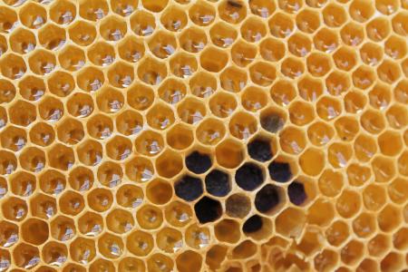 蜂窝状, 蜂蜜, 美味, 甜, 蜂巢