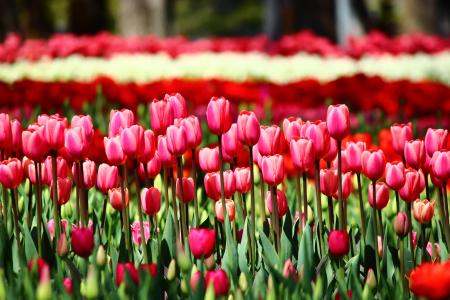 红色郁金香, 排列的郁金香, 可以召唤的郁金香, 科尼亚, 春天, 花, 大自然的美