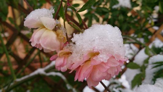 冬天, 上升, 雪, 感冒, 自然, 花, 弗罗斯特