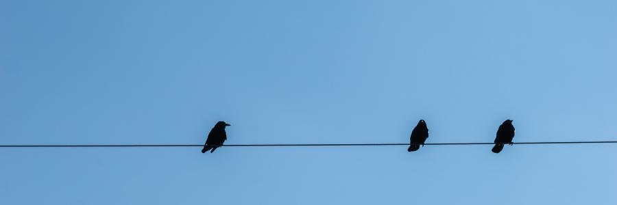 盯着看, 电源线, 鸟类, 坚持下去, 动物, 黑色, 蓝色