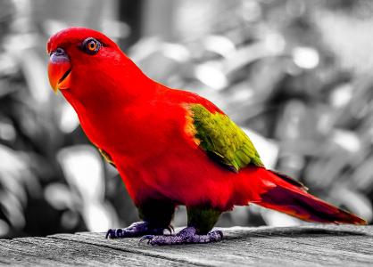 鹦鹉, 红色, 鸟, 多彩, 颜色飞溅, 羽毛