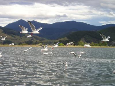 新西兰, 海鸥, 飞, 颤振, 群鸟, 海, 鸟