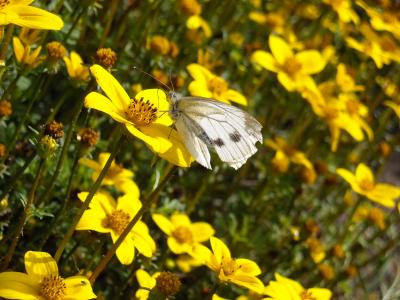 蝴蝶, 白菜白, 黄色的花, 花卉领域, 自然, 昆虫, 动植物
